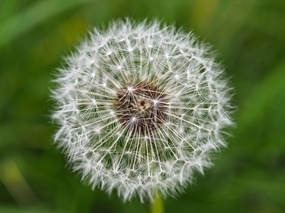 春天微距特写蒲公英摄影图片